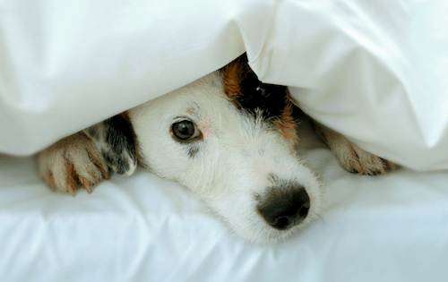 Dog-nose-hiding-under-duvet