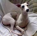 whippet